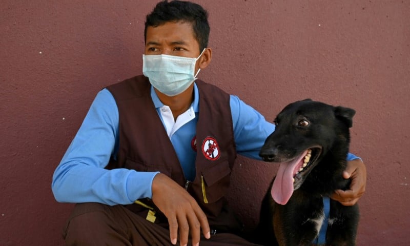 Dari ranjau hingga COVID: Anjing Kamboja dilatih untuk mengendus virus

 – Warungku Terkini