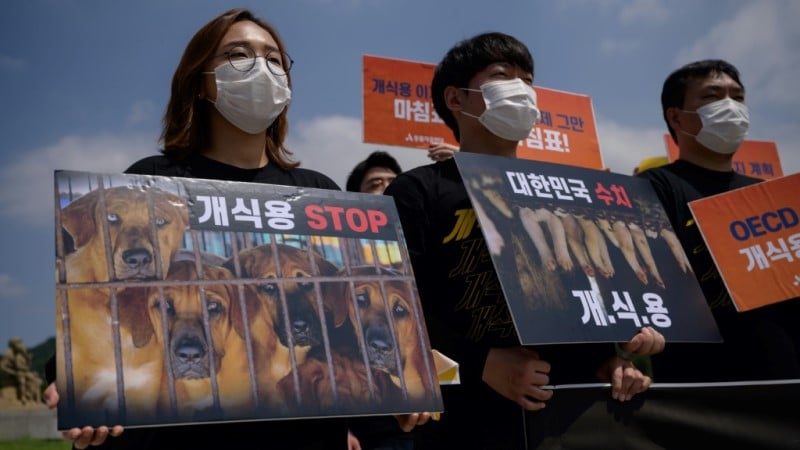 Presiden Korea Selatan Moon telah memperpanjang larangan makan daging anjing.

 – Warungku Terkini