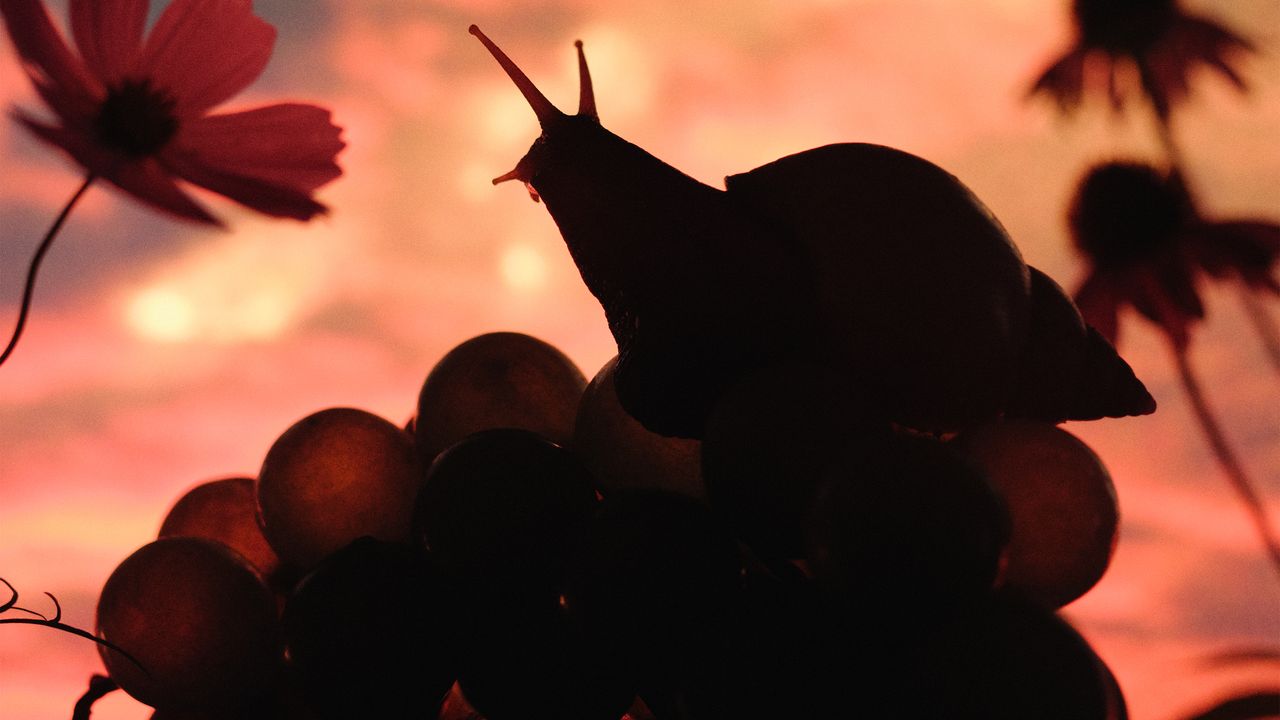 No Joy: Bugland Album Review – Warungku Terkini